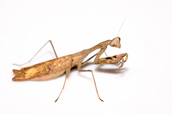 Una mantis, sus patas tienen rayas de color — Foto de Stock