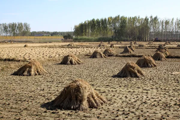 Palheiro de arroz nos campos — Fotografia de Stock