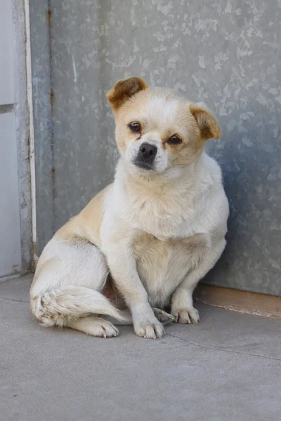 Haustier Hund — Stockfoto