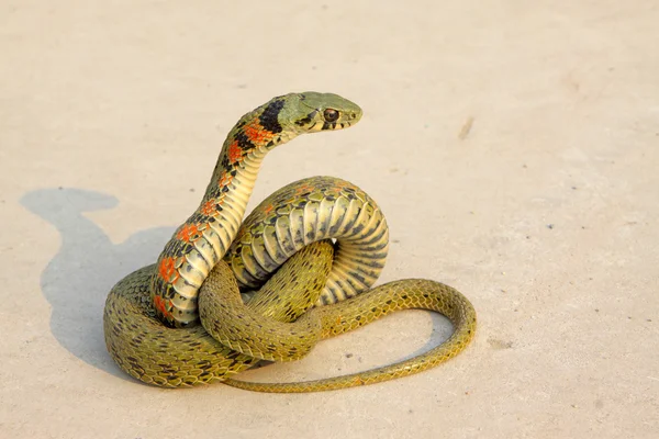 Snake — Stock Photo, Image