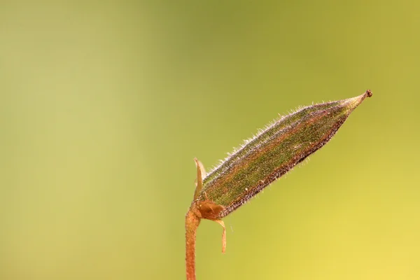 Unkrautsamen — Stockfoto