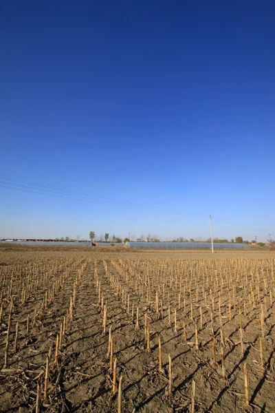 Zvadlá a žluté kukuřice stonků pod modrou oblohou — Stock fotografie