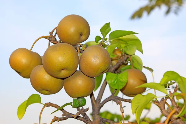 Pêras frutíferas penduradas nos ramos — Fotografia de Stock