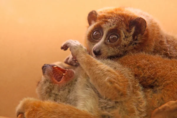 Yavaş lorises — Stok fotoğraf