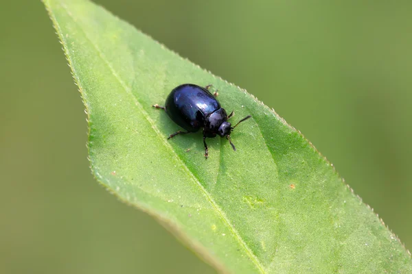 Purple leaf-beetle — Stock Photo, Image