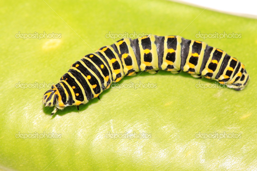 depositphotos_50845129-stock-photo-butterfly-larva-in-a-leaf.jpg