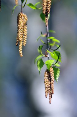 Güneşli bir günde Bahar çiçekli huş ağacı