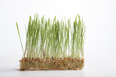 Yeşil buğday su damlaları ile ateş eder..