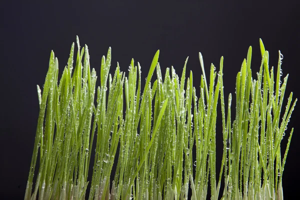 Green wheat shoots with water drops. — Stock Photo, Image