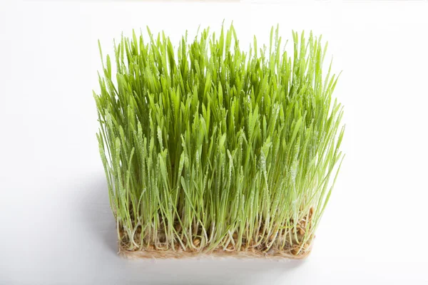 Green wheat shoots with water drops. Stock Image