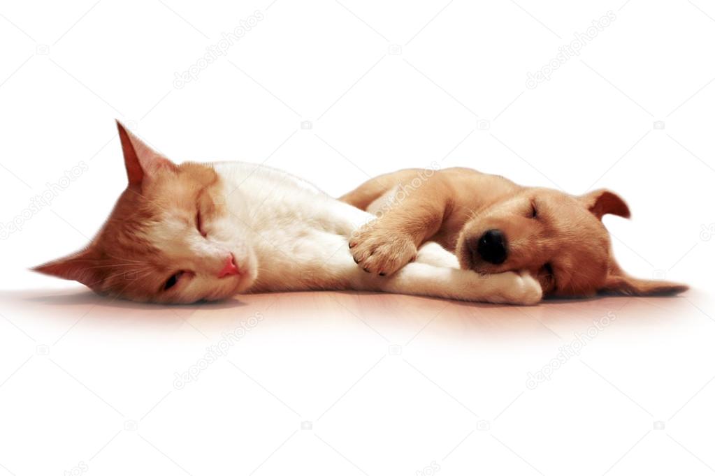 Dog and cat sleep together