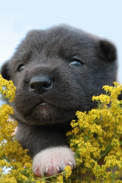 Серый щенок с желтыми цветами — стоковое фото