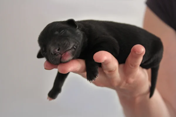 Cachorro recién nacido durmiendo en una palma Imagen De Stock