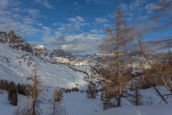 Зимняя панорама с лиственницами, освещенными солнечным светом — стоковое фото