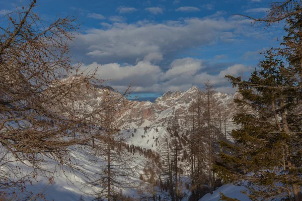 Majestátní zimní panorama dolomitových štítů za větvemi modřínů — Stock fotografie