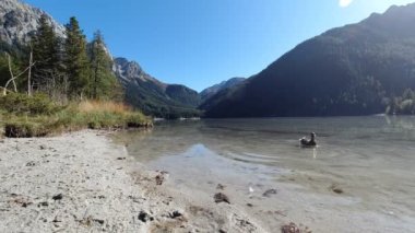 Yüzen tek ördekli Alp Gölü Sahili, Anterselva, İtalya