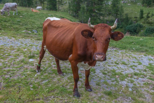 Vtipná hnědá kráva na zelené trávě na poli v přírodě v údolí jižního Tyrolska — Stock fotografie