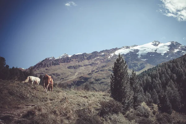 Лошади пасутся у подножия горы с ледниками — стоковое фото
