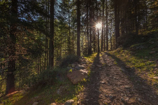 Pathway in a majestic green fir forest with beautiful rays of sunlight — стоковое фото