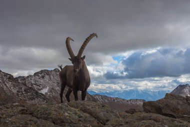 Dramatik bir gökyüzü altında, arka planda Ortles Massif olan bir dağ keçisinin yakın çekimi. Vallelunga, Alto Adige Sudtirol, İtalya