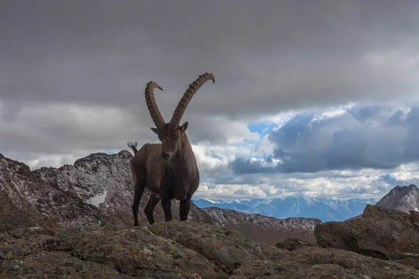 Detailní Záběr Kozorožce Pod Dramatickou Oblohou Ortles Massif Pozadí Vallelunga — Stock fotografie