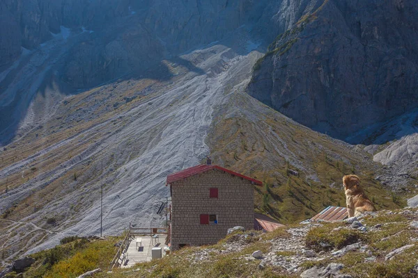 Dog watching Berti alpine hut with debris flows in the background in Comelico region, Dolomites, Italy