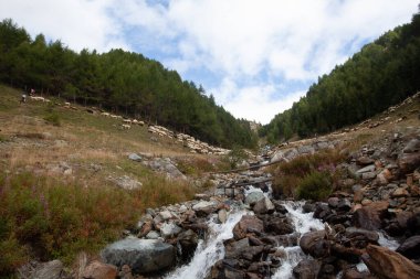 Transhumance 'daki koyun sürüsü Alp Vadisi, Vallelunga, Alto Adige Sudtirol, İtalya' da bir dereyi geçiyor.