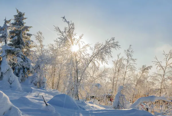 Winterlandschaft mit gefrorenen Tannen mit Sonne. Sonnenuntergang im Frostwald. — Stockfoto