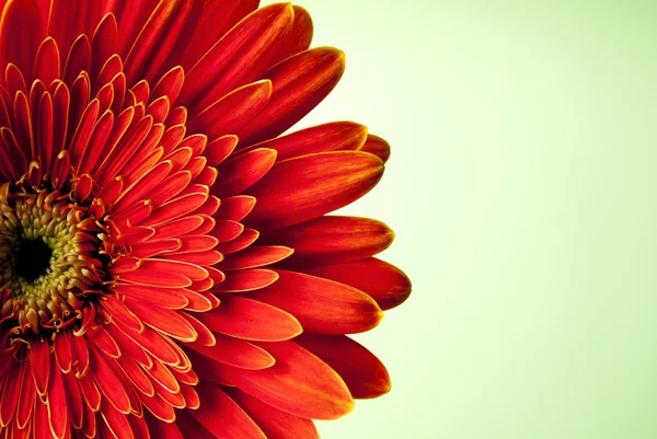 Gerbera rouge fleur — Photo