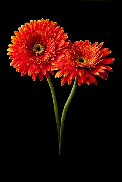 Gerbera rouge fleur — Photo