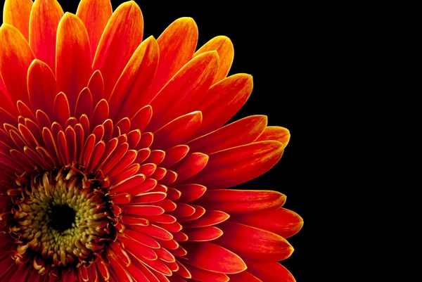 Gerbera rouge fleur — Photo