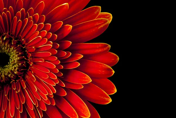 Gerbera rouge fleur — Photo