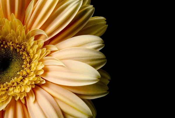 Gerbera jaune fleur — Photo