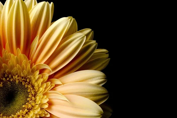 Gerbera jaune fleur — Photo