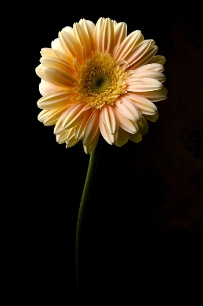 Gerbera jaune fleur — Photo