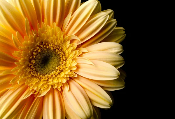 Gerbera jaune fleur — Photo