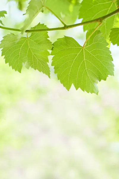 Uva verde — Foto de Stock