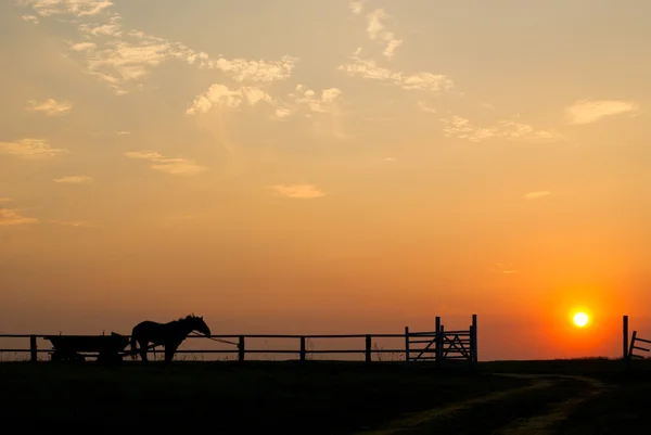 Caballo al atardecer — Foto de Stock