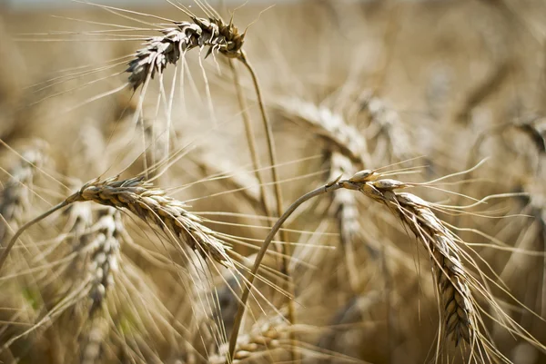 Closeup of an ear of golden wheat — Stock Photo, Image