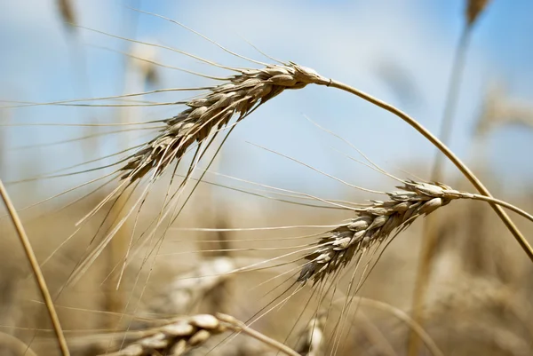 Closeup of an ear of golden wheat — Stock Photo, Image