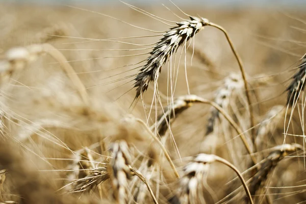 Closeup of an ear of golden wheat — Stock Photo, Image