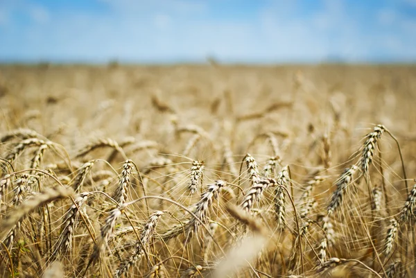 Wheatfield with ripening wheat — Stock Photo, Image