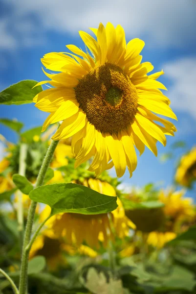 Beau tournesol jaune vif — Photo