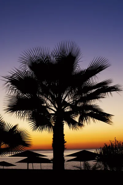 Schöne Palme vor einem tropischen Sonnenuntergang — Stockfoto