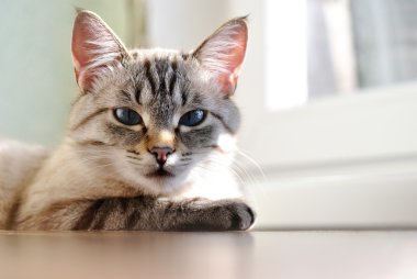 Güzel mavi gözlü kedi