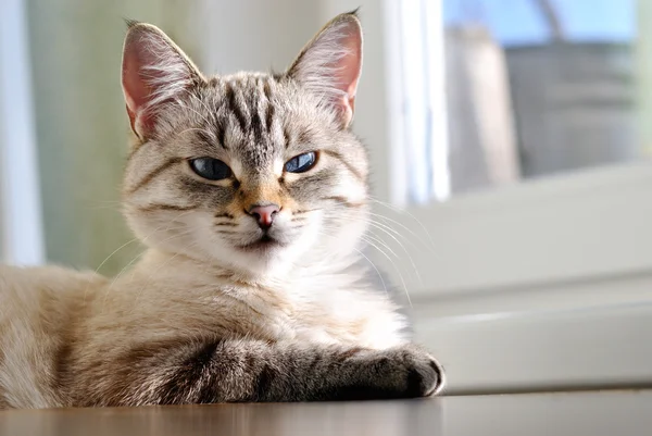 Beautiful cat with blue eyes — Stock Photo, Image