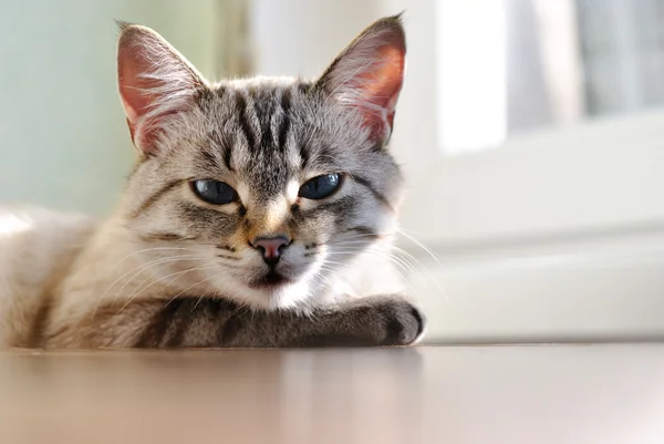 Красивая кошка с голубыми глазами — стоковое фото