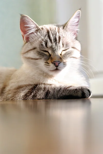 Cute little cat enjoying the sun