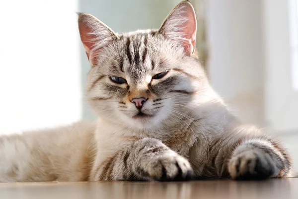 Красивая кошка с голубыми глазами — стоковое фото