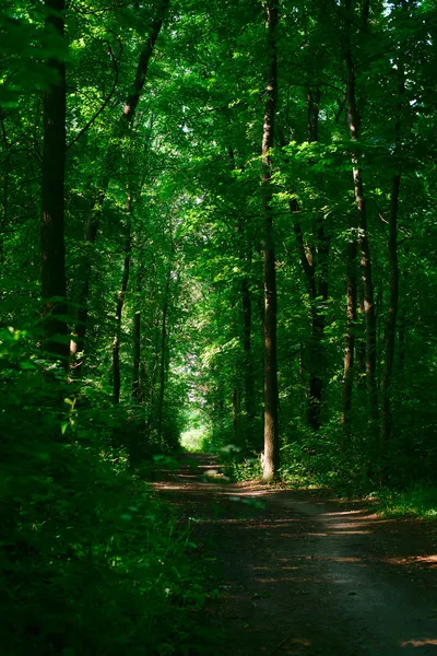 Pista a través del bosque que conduce a una mesa de picnic — Foto de Stock